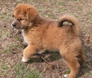 australian shepherd puppy