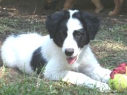 puppy health
