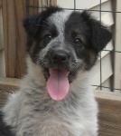 border collie puppy