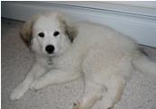 adopt-a-puppy-now