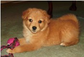 mixed breed puppy