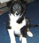 border collie puppy