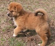 australian shepherd puppy