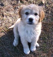 Golden Retriever puppy