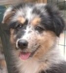 Australian shepherd puppy