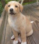 lab mixed puppy