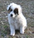 Collie mixed puppy