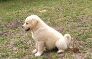 golden retriever puppy