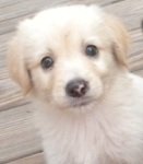 Golden retiever puppy