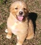 collie mixed puppy